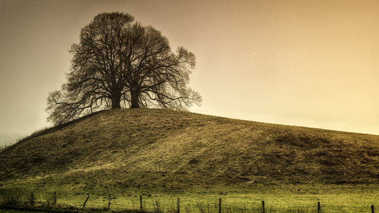 A lone tree standing on a hill at sunrise, representing clarity, strength, and aligned growth - jillbosman.com